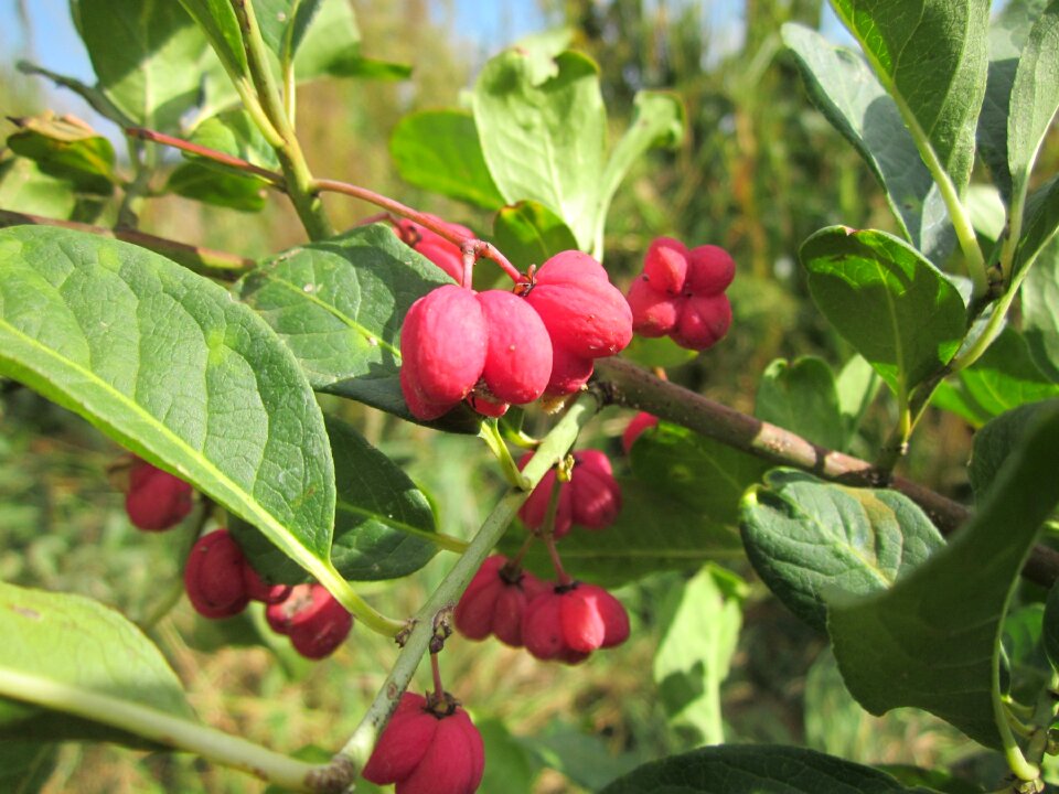 Common spindle tree fruit