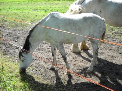 Horse pony kimo
