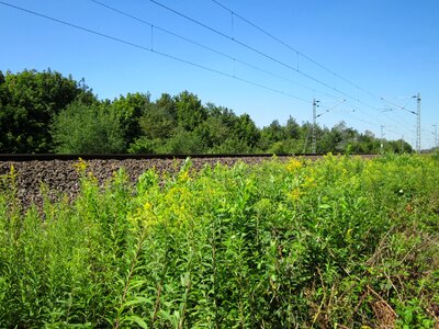 Goldenrod flora rail photo