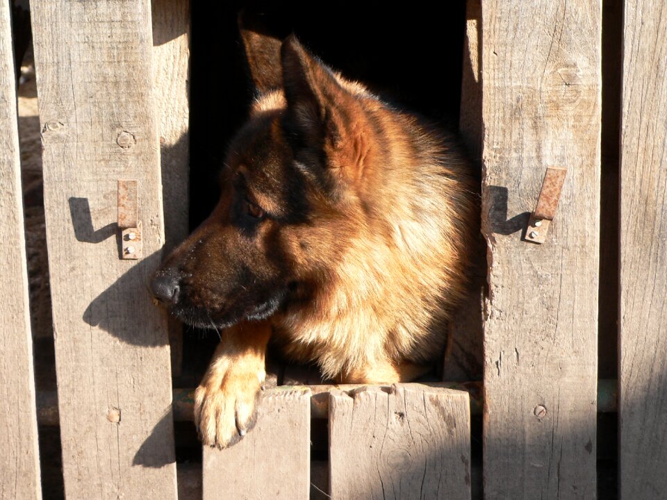 Loyalty portrait german shepherd