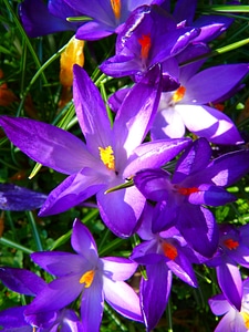 Spring bühen purple