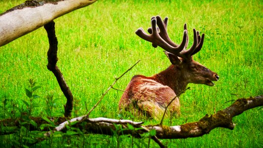Antler carrier wild graze