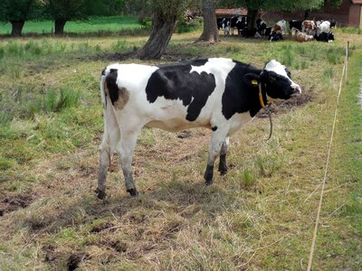 Pasture livestock spotted