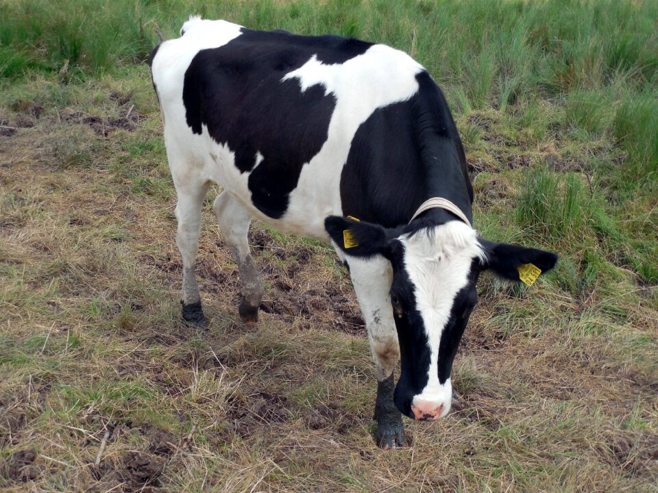 Pasture livestock spotted