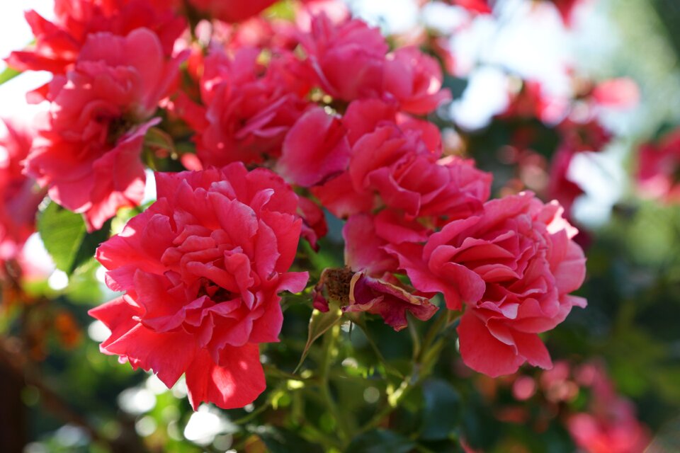 Spring fragrance aroma