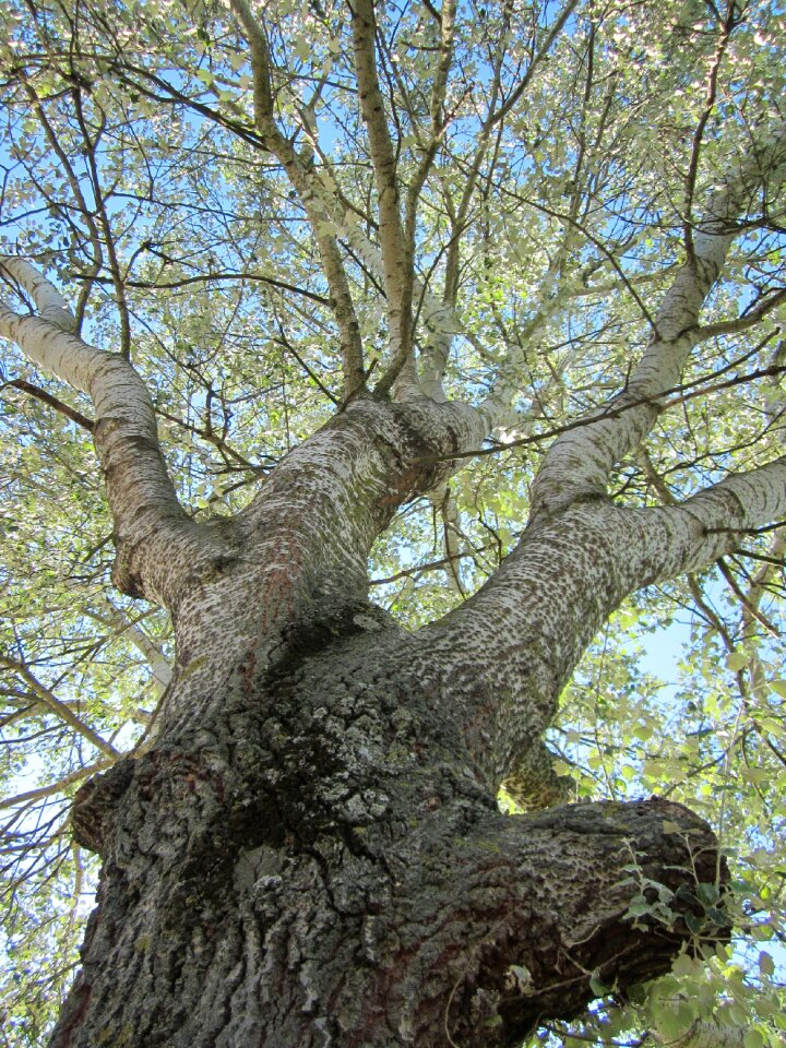 Silverleaf poplar white poplar flora