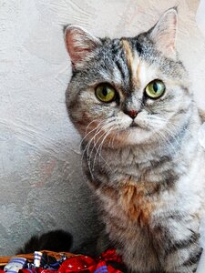 Animal pets kitten