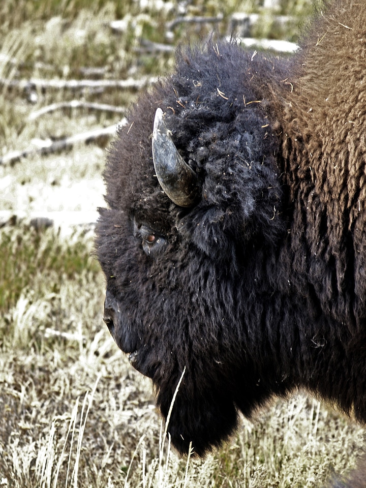 Nature wildlife buffalo