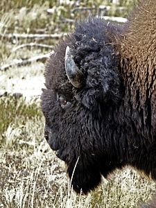 Nature wildlife buffalo