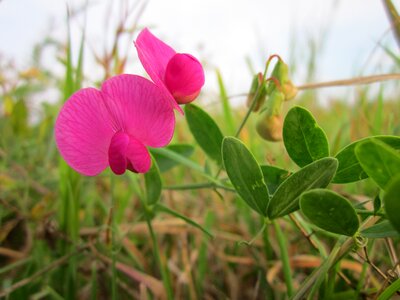 Earthnut pea aardaker plant