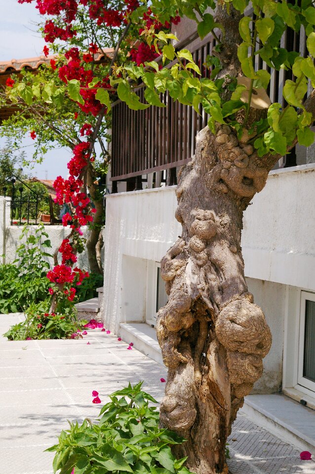 Flower mediterranean summer