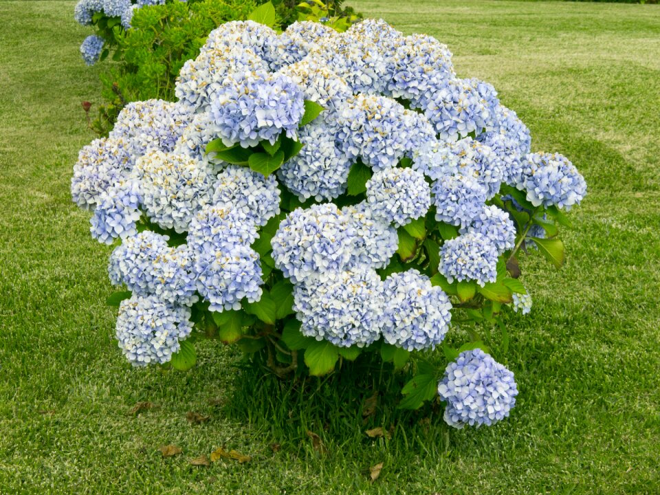 Plant flowers green