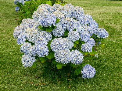 Plant flowers green