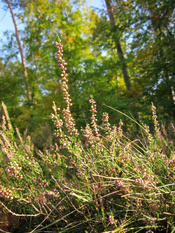 Common heather wildflower flora