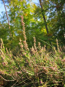 Common heather wildflower flora