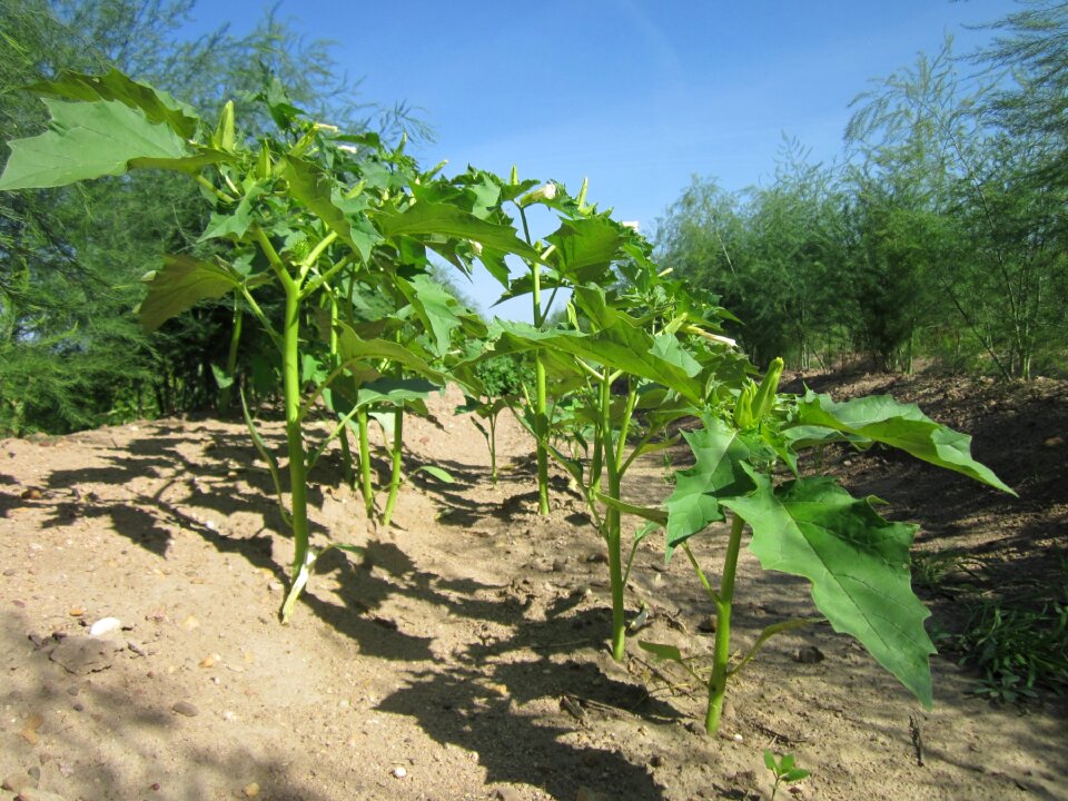 Moon flower asparagus field