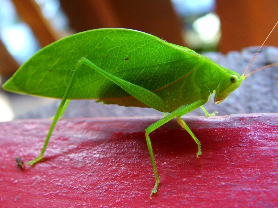 Cricket insect green