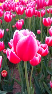 Flower plants affix