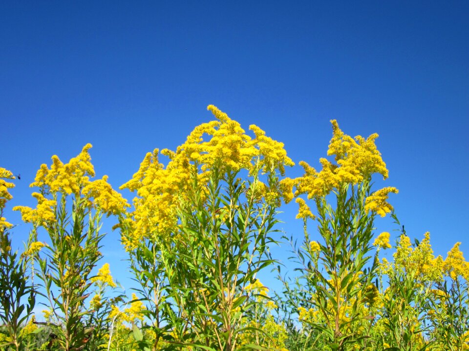 Flora plant invasive