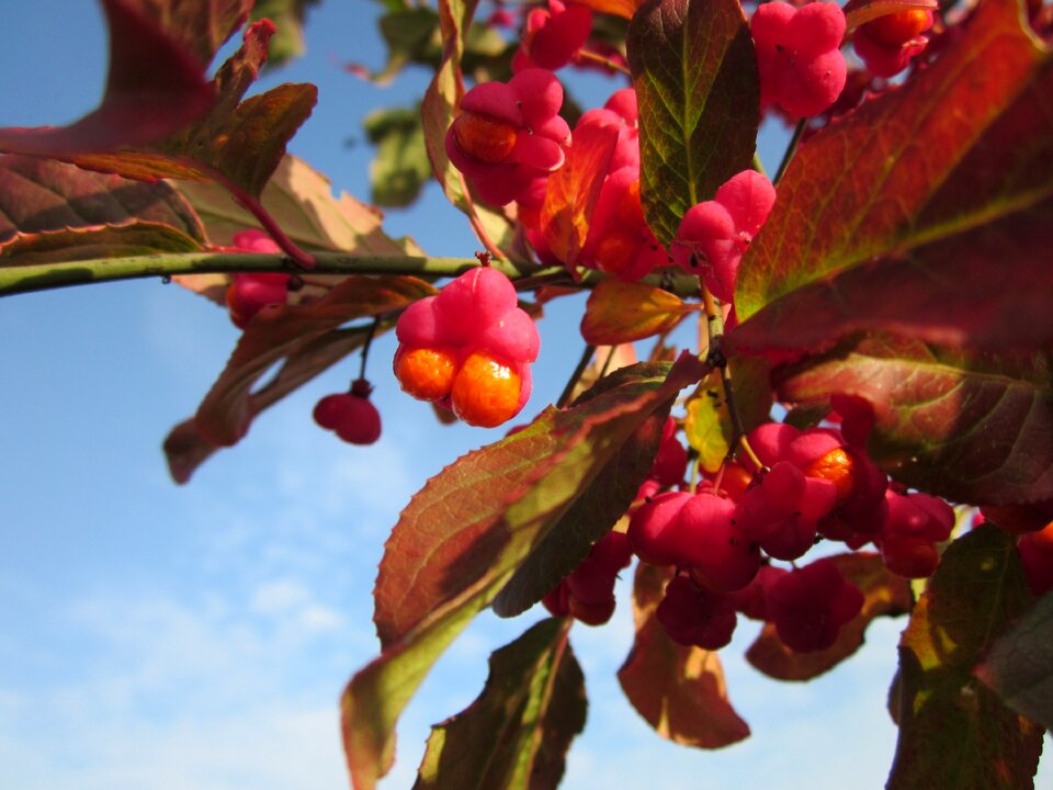 Common spindle shrub berries