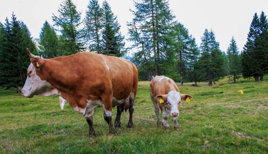 Cattle animal cows photo