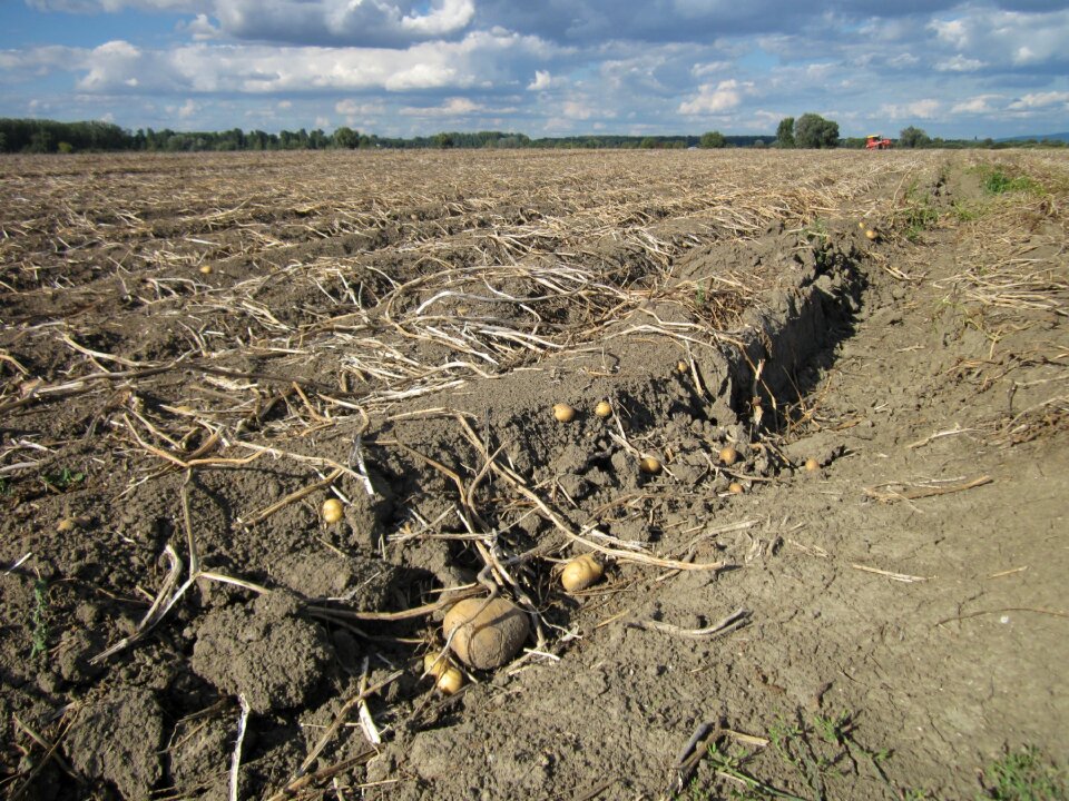 Food vegetable crop photo