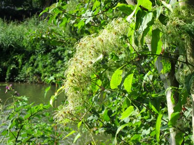 Flora botany growth