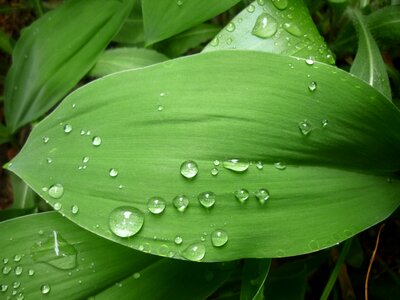 Raindrop after the rain nature