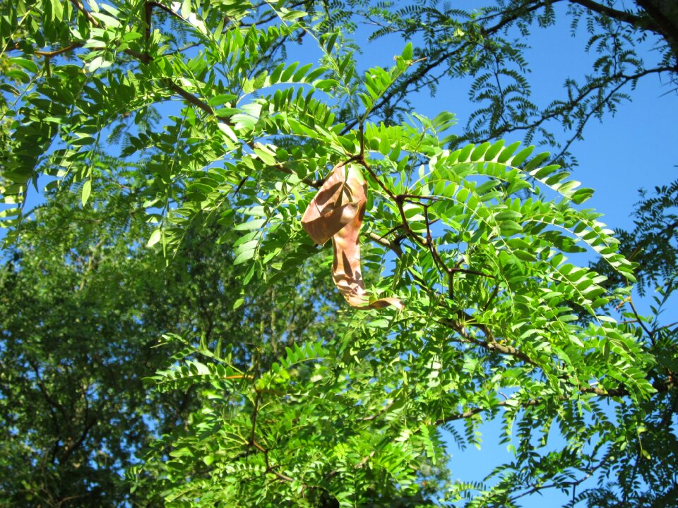 Fruit leaves flora