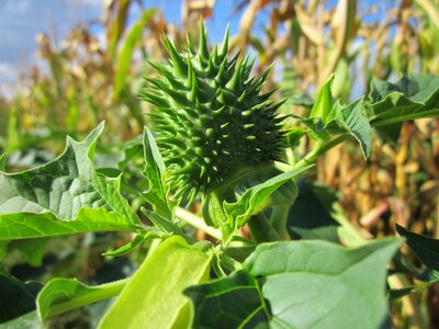 Flora thorny poisonous