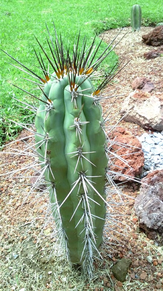 Garden cactus nature