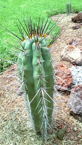 Garden cactus nature