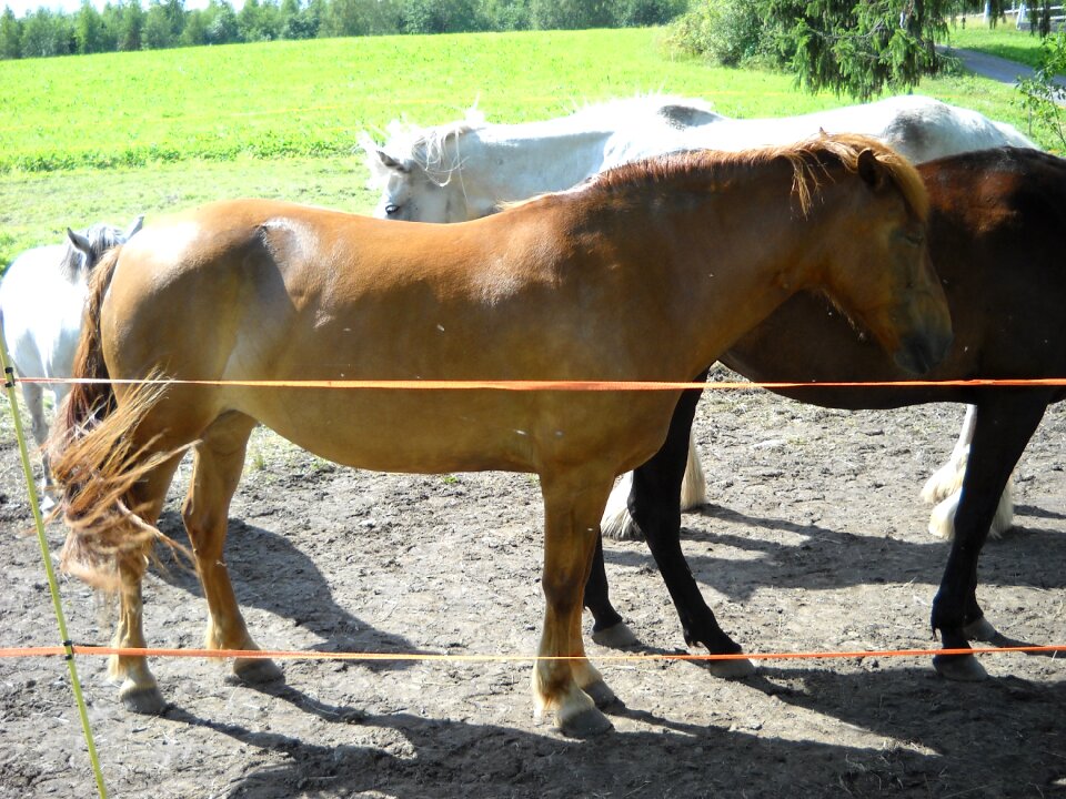Horse chestnut mare