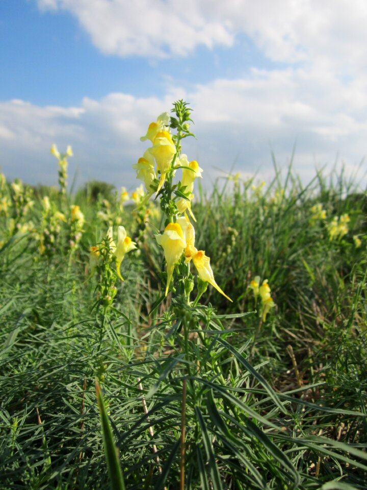 Butter-and-eggs wildflower botany