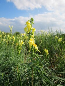 Butter-and-eggs wildflower botany