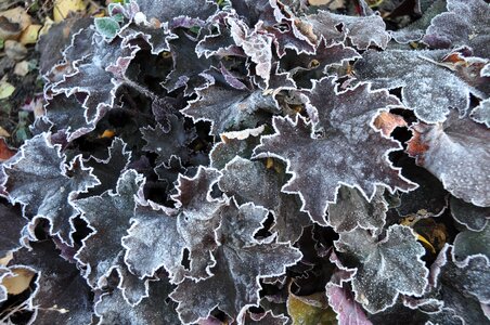 Frost red brown cold