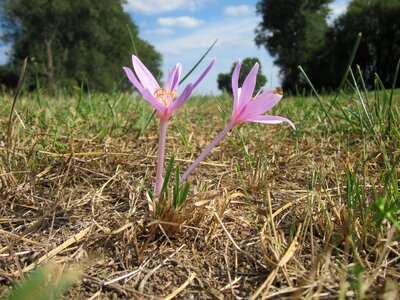 Naked lady crocus wildflower
