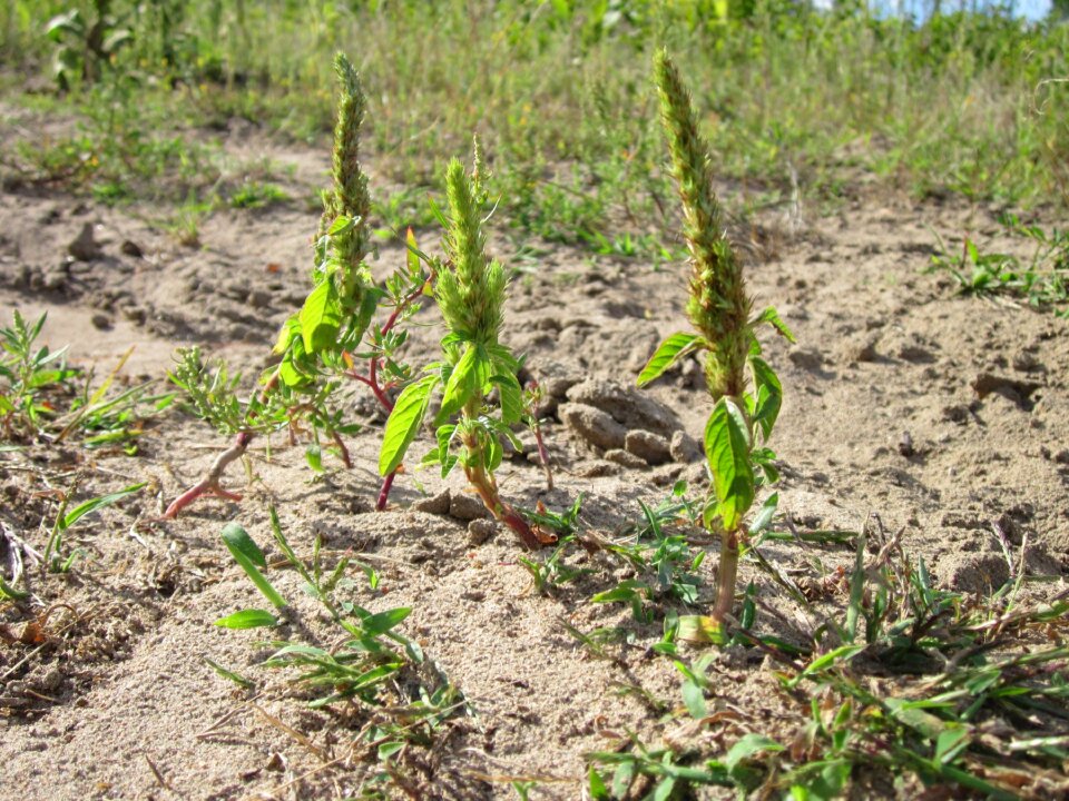 Invasive plant dunes