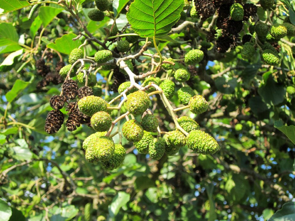 Black alder tree flora