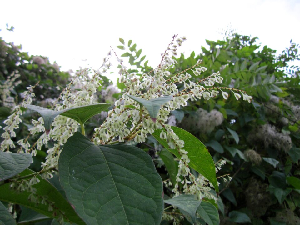 Flora plant botany