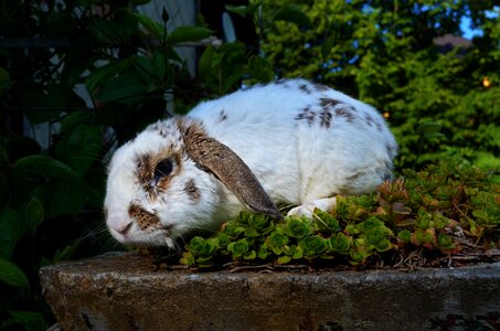 Lamb fur ear