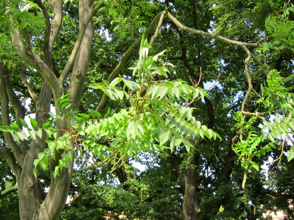 Botany invasive species