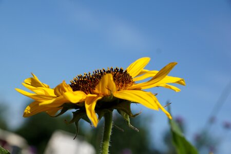 Summer plant spring photo