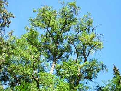 Tree flora plant