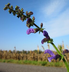 Wildflower flora botany photo