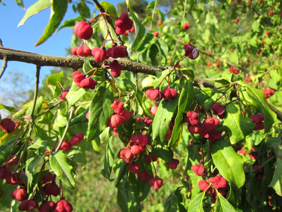 Common spindle tree fruit