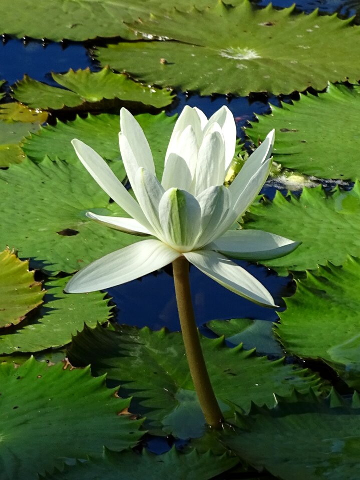 Blossom bloom pond