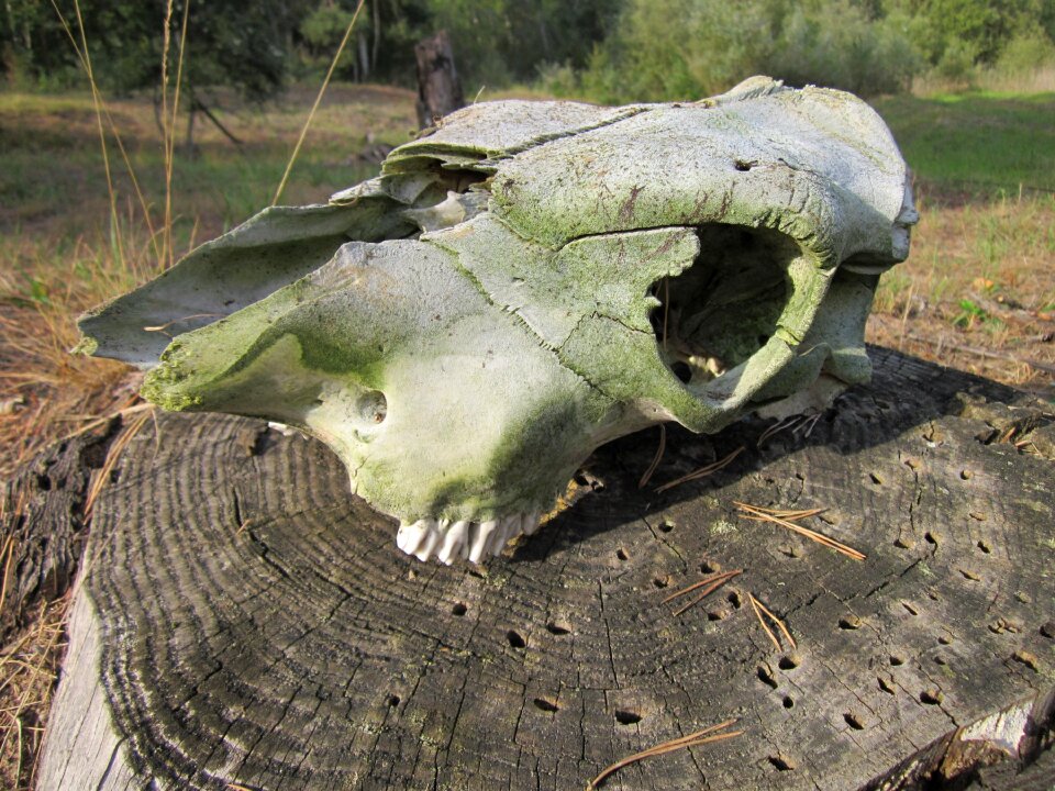 Teeth death skeleton