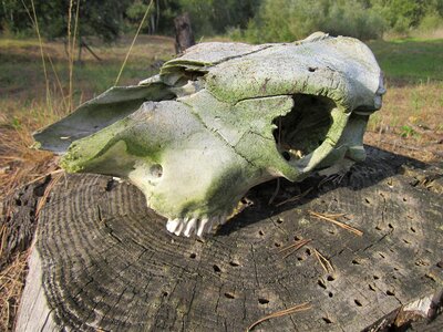Teeth death skeleton