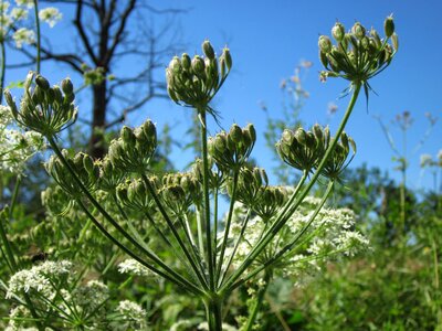 Flora botany plant
